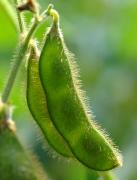 Propiedades de Glycine max (Soja)